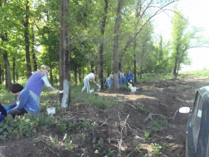 Побелка деревьев вдоль трассы