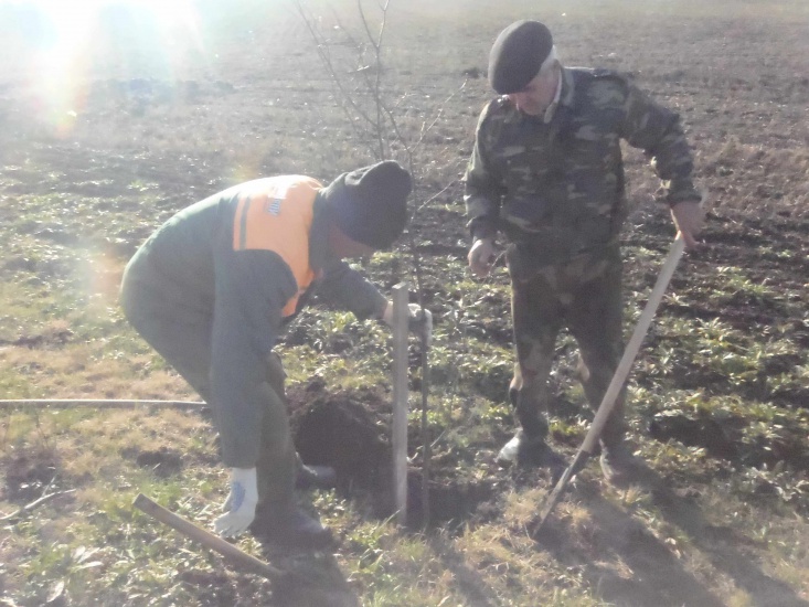 Посадка лип на въезде в станицу со стороны Будмара