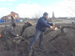 Пилка деревьевъъ