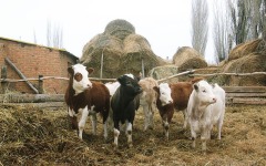 коровы