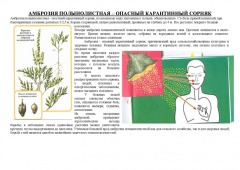 амброзия