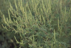 Ragweed-GettyImages-55851181-595b8eb63df78c4eb643e140