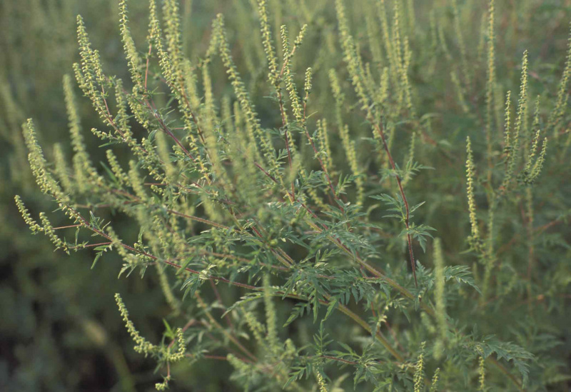 Ragweed-GettyImages-55851181-595b8eb63df78c4eb643e140