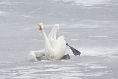 image2025-02-27 09-52-37